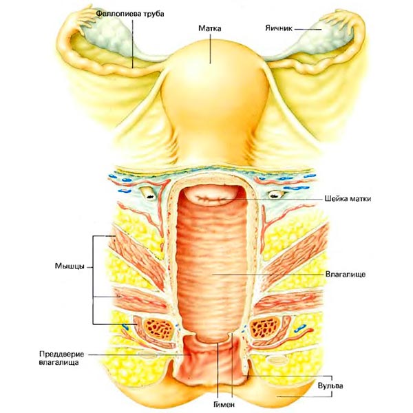 фото вагинальных мышц в разрезе